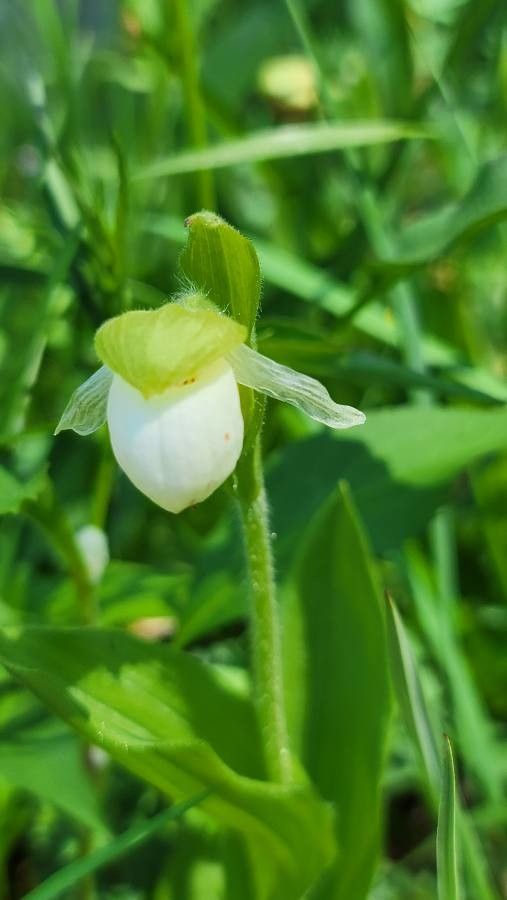 Cypripedium passerinum flower