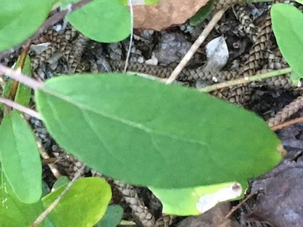 Solanum insulae-pinorum — houseplant care guide