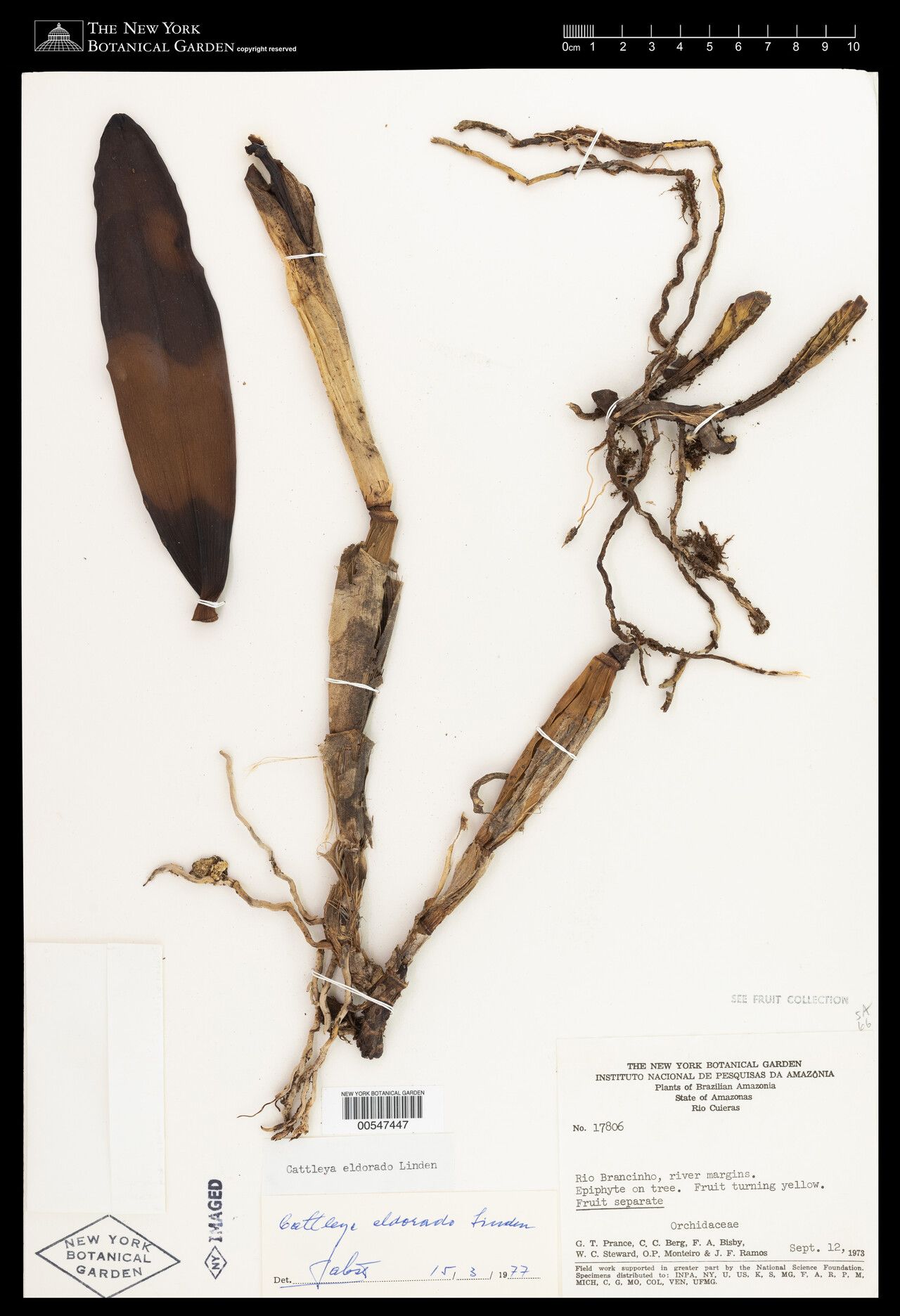 Cattleya wallisii fruit