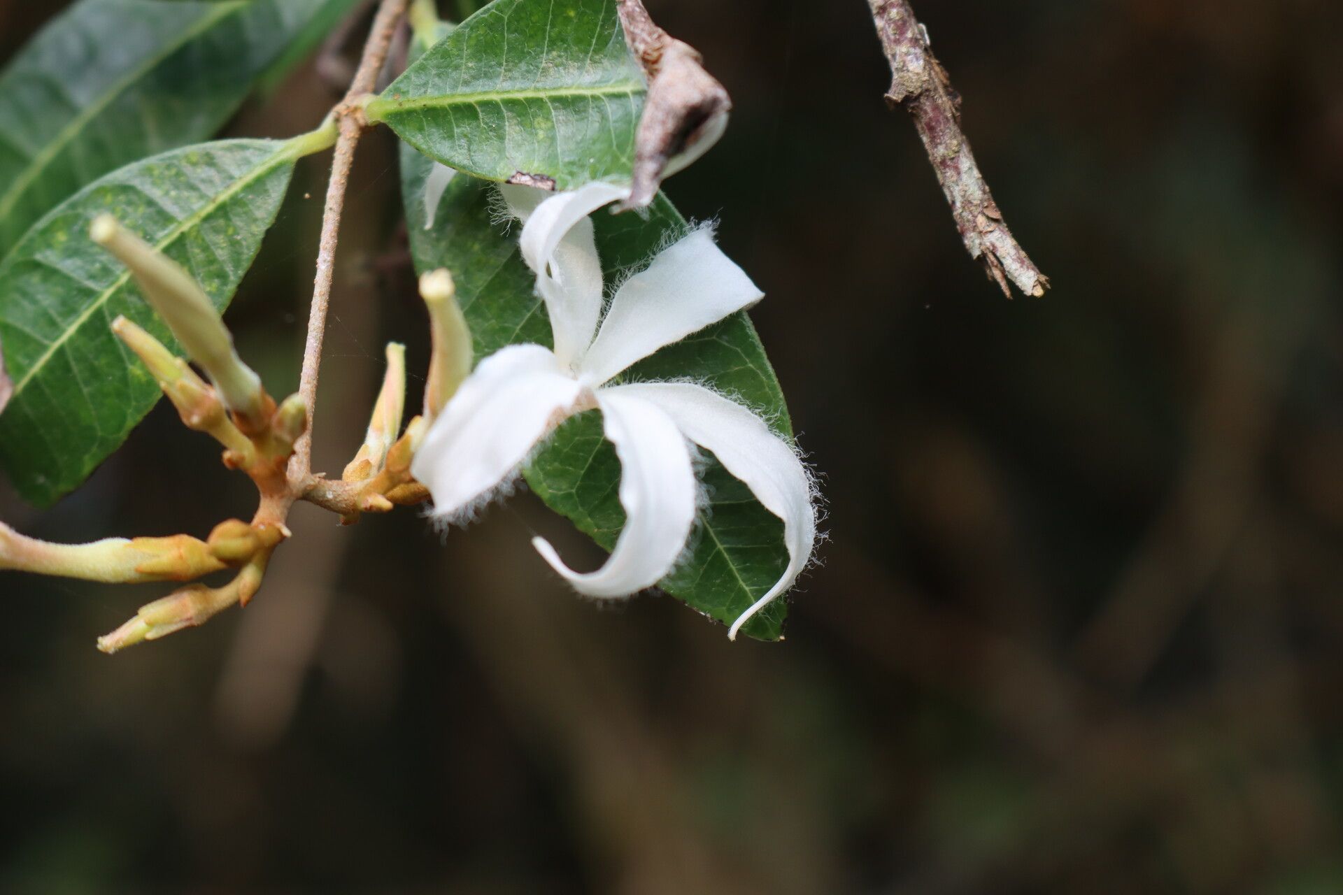 Ancylobothrys petersiana flower