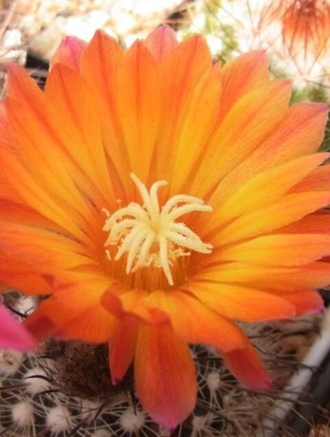 Parodia horrida flower