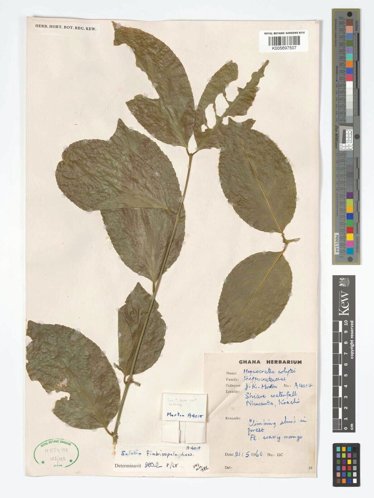 Salacia fimbrisepala — houseplant care guide