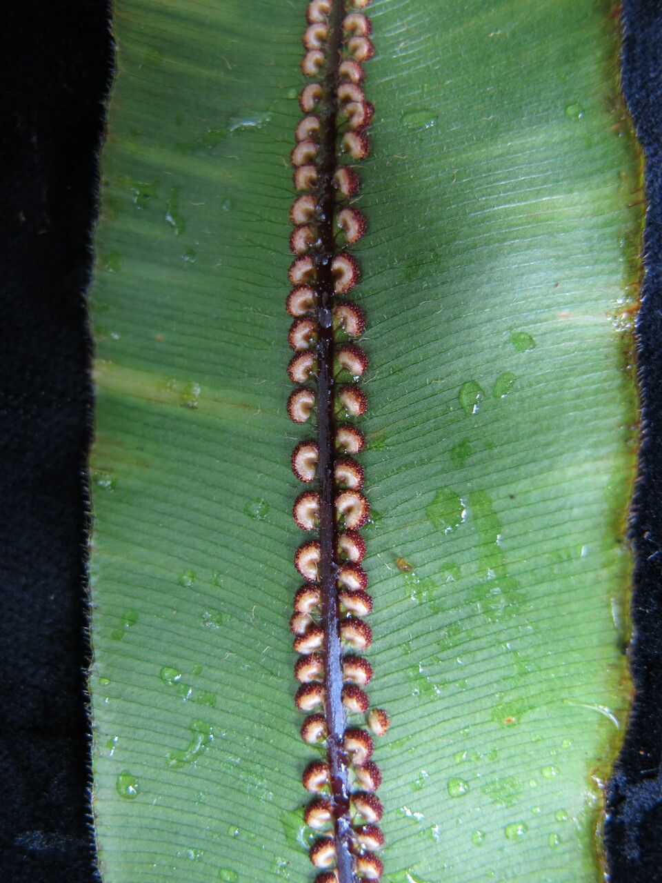 Oleandra wallichii leaf
