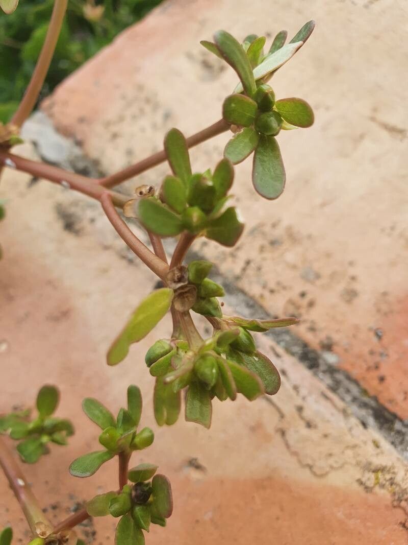 Portulaca trituberculata — houseplant care guide