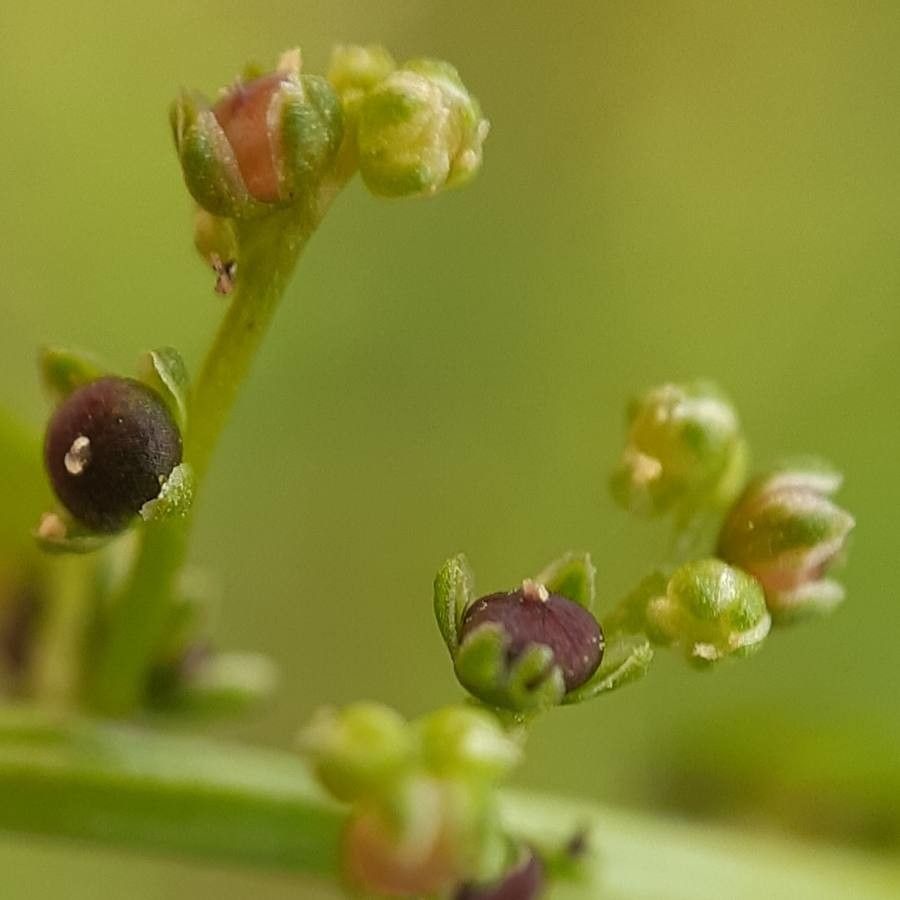 Lipandra polysperma fruit