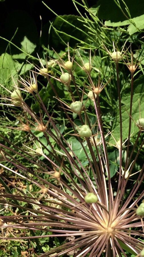 Allium schubertii fruit