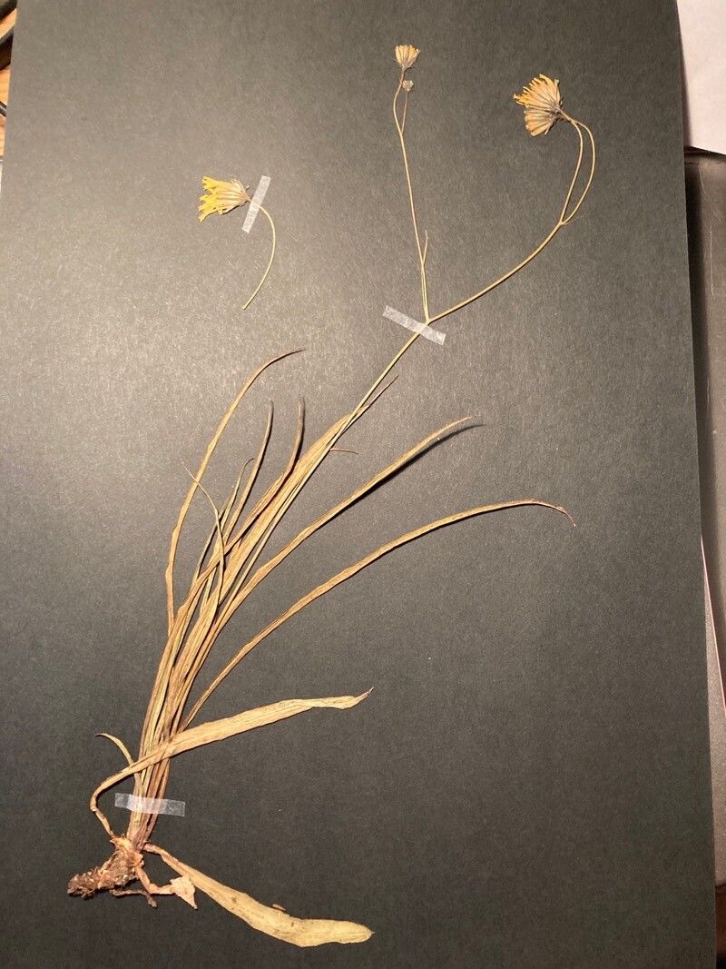 Hieracium porrifolium habit