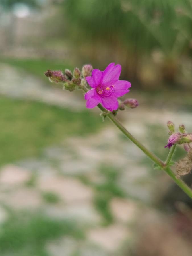 Mirabilis melanotricha flower