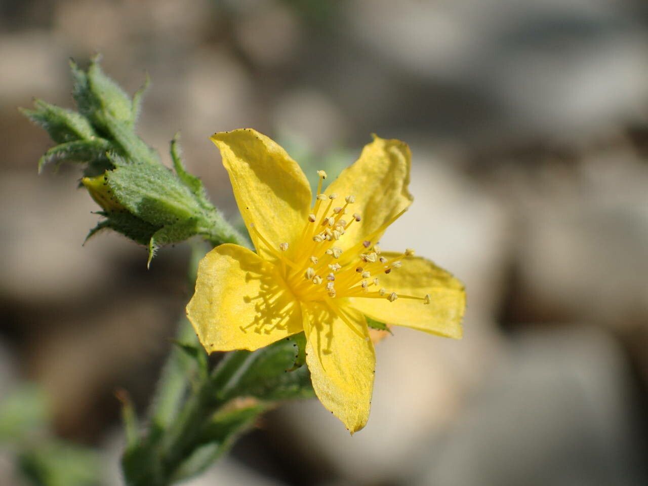 Hypericum tomentosum flower