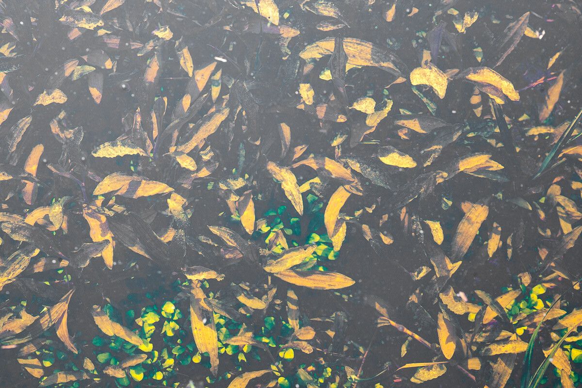 Potamogeton alpinus leaf