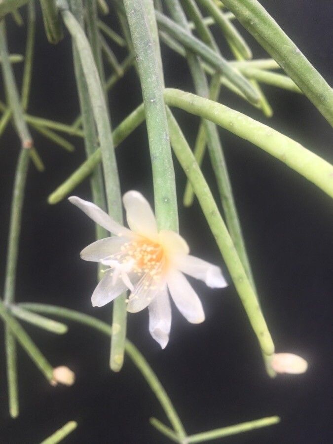 Rhipsalis neves-armondii flower