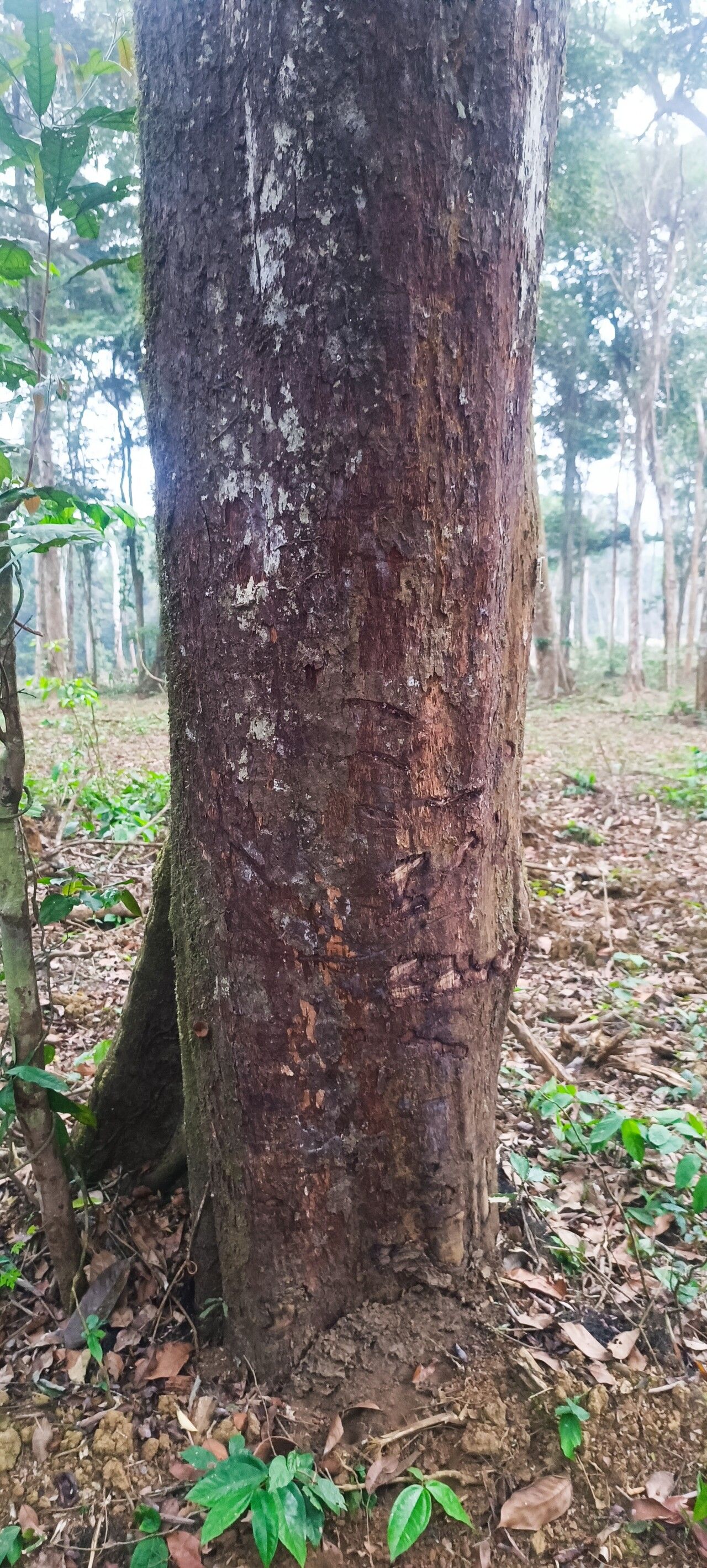 Diospyros mannii bark