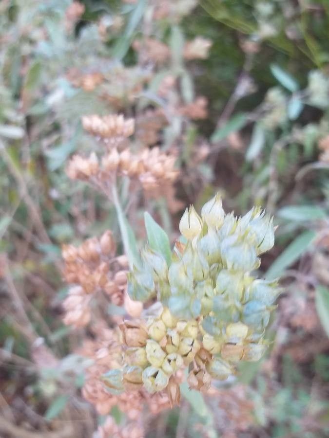 Caryopteris clandonensis flower