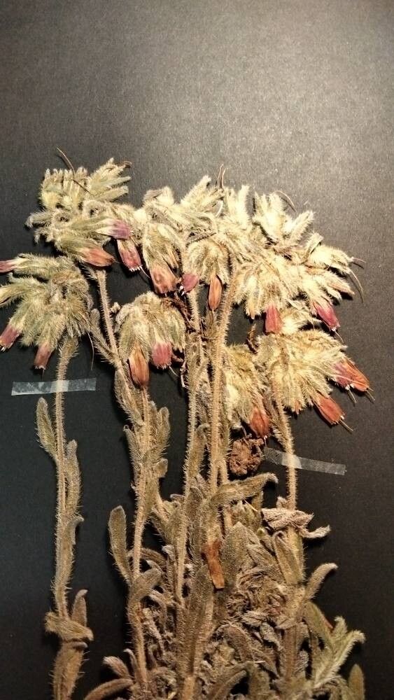 Onosma oreodoxa flower