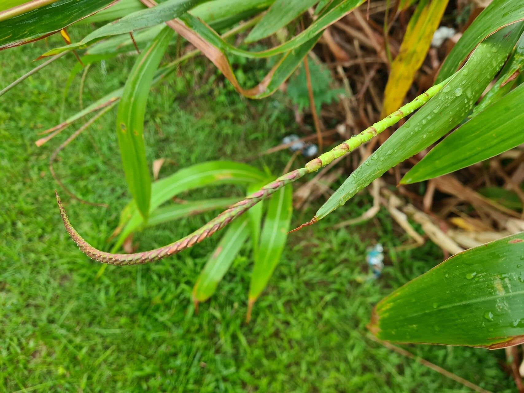 Tripsacum andersonii fruit