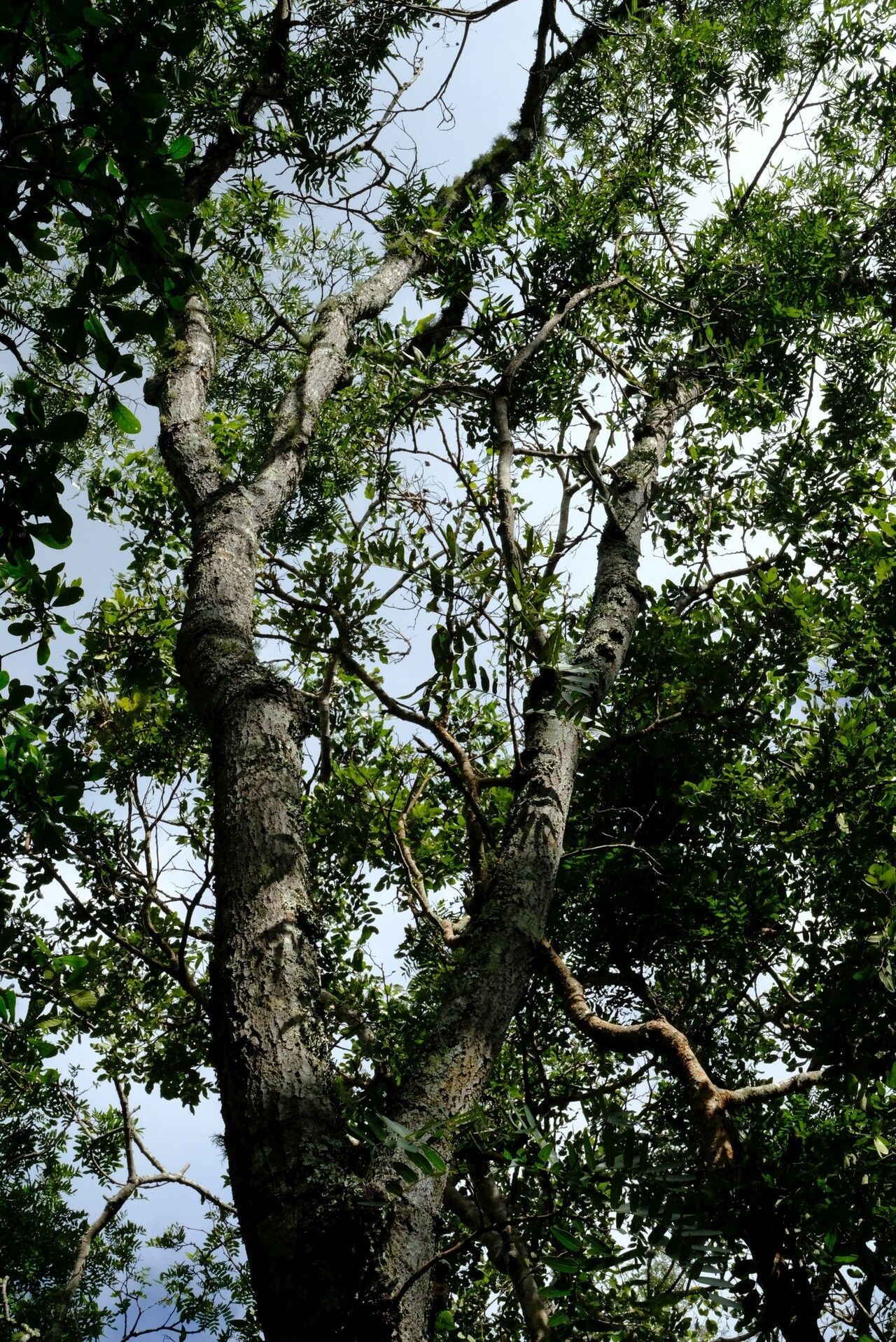 Brachystegia longifolia habit