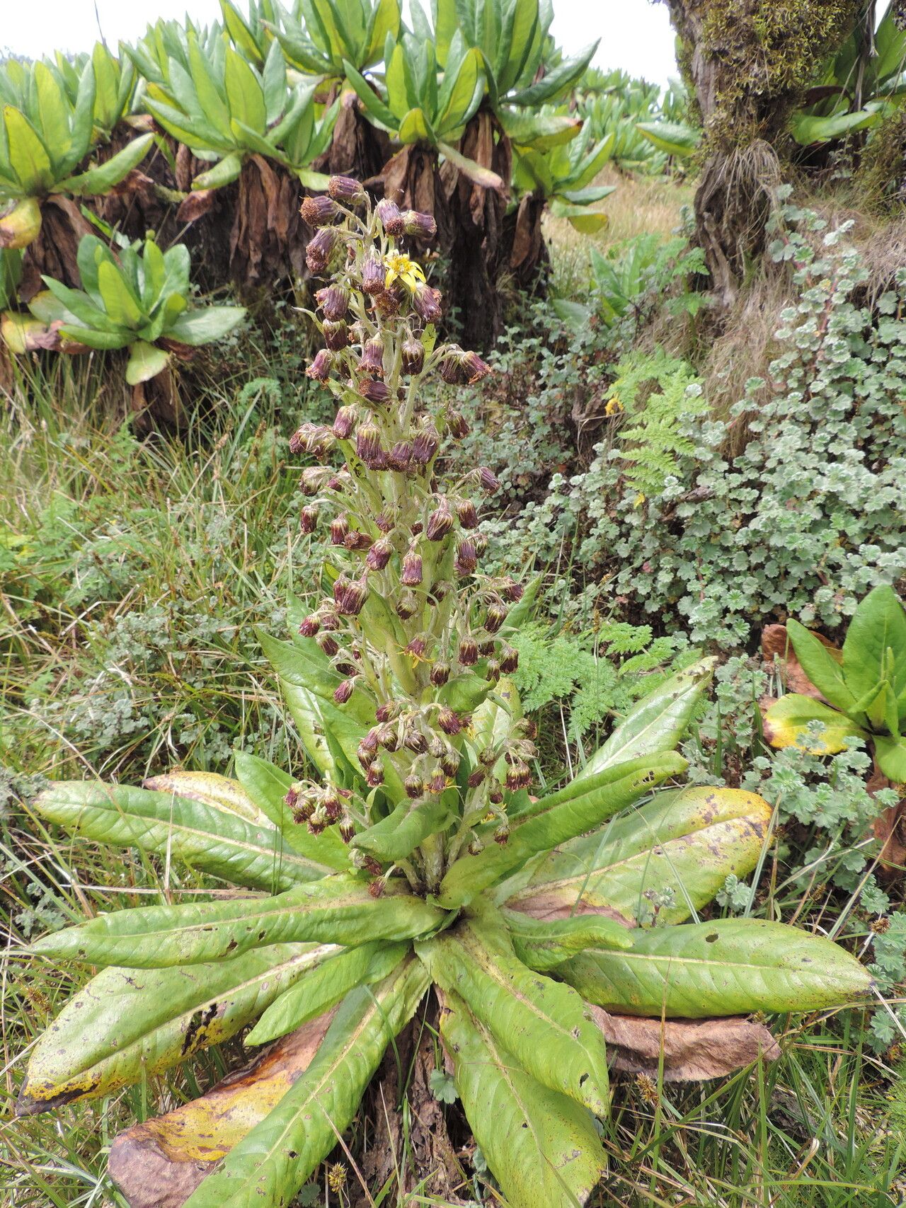 Dendrosenecio erici-rosenii habit