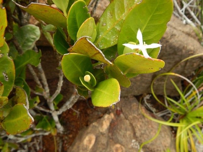Ixora dzumacensis habit