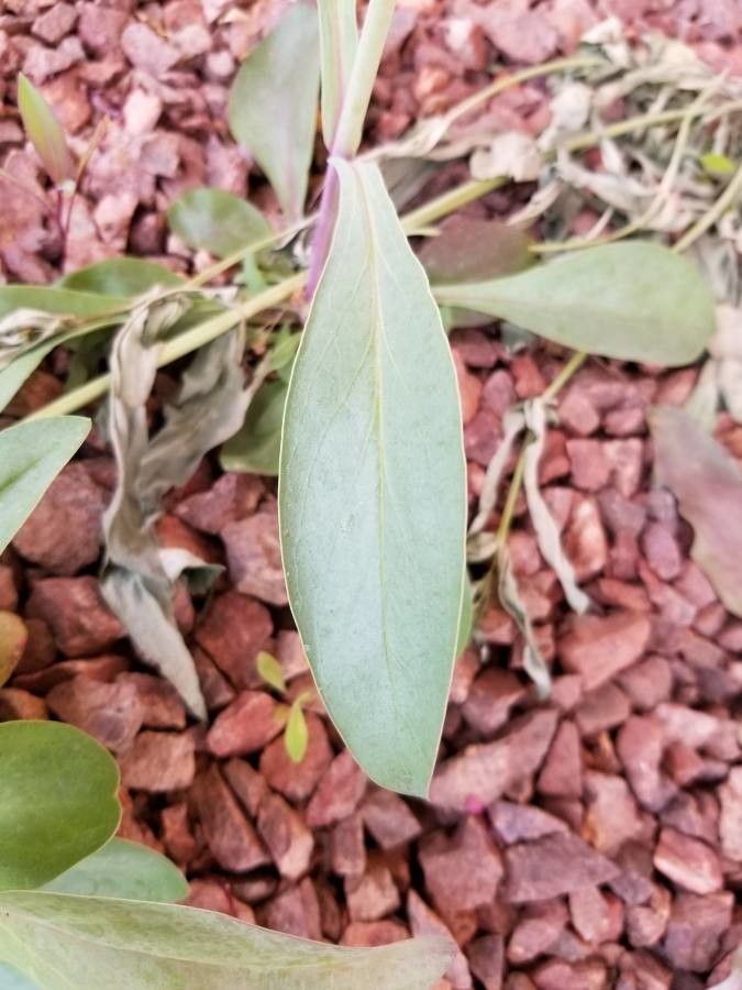 Penstemon parryi leaf