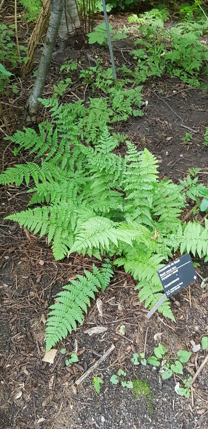 Dryopteris × boottii habit