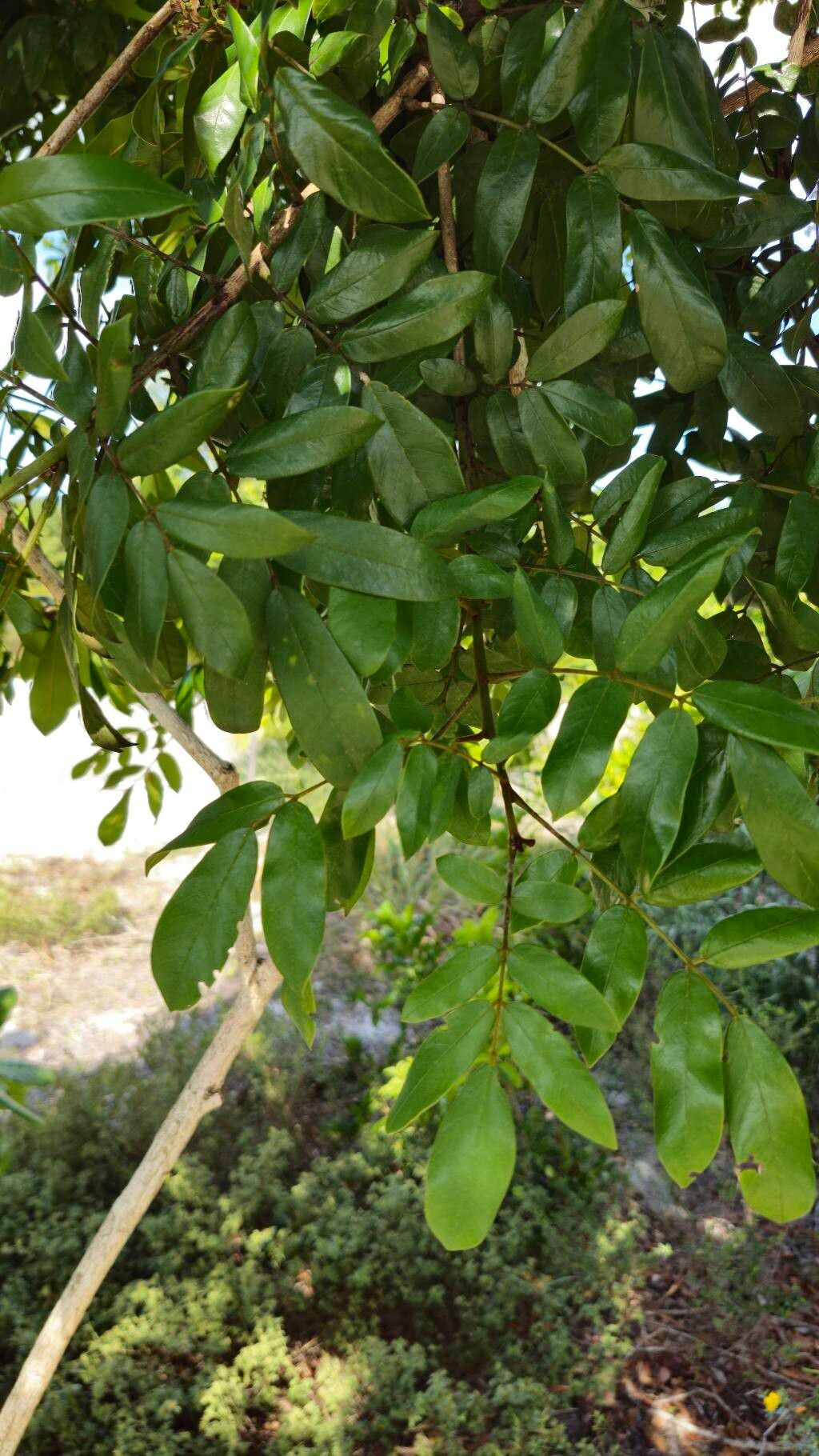 Andira nitida — search result for 'Andira'