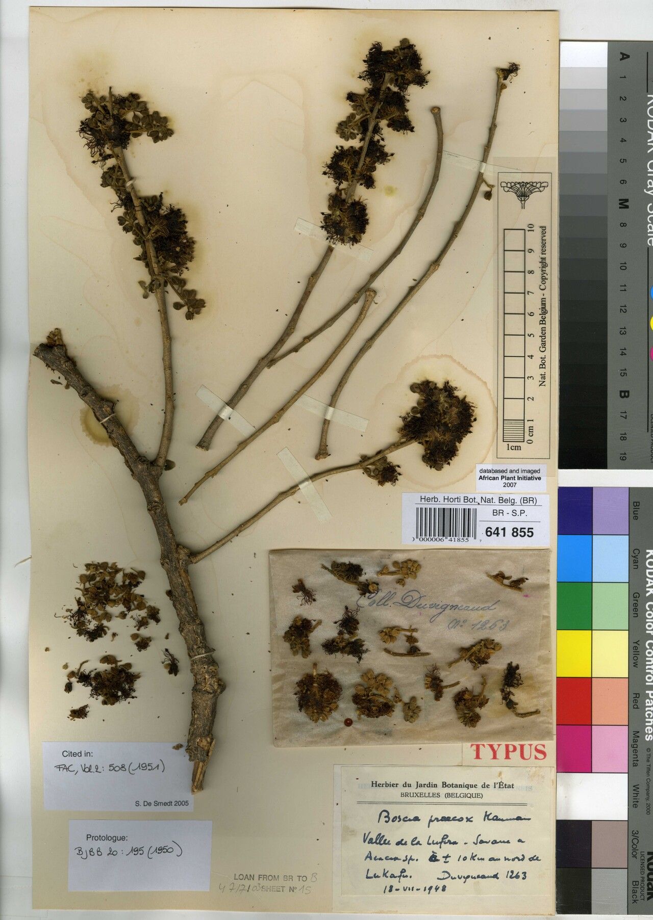 Boscia praecox — houseplant care guide