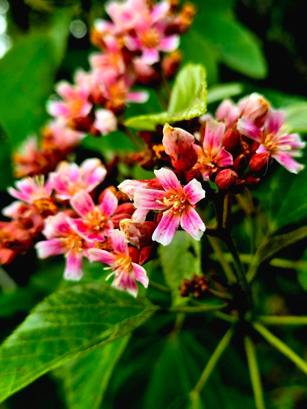 Melochia odorata flower