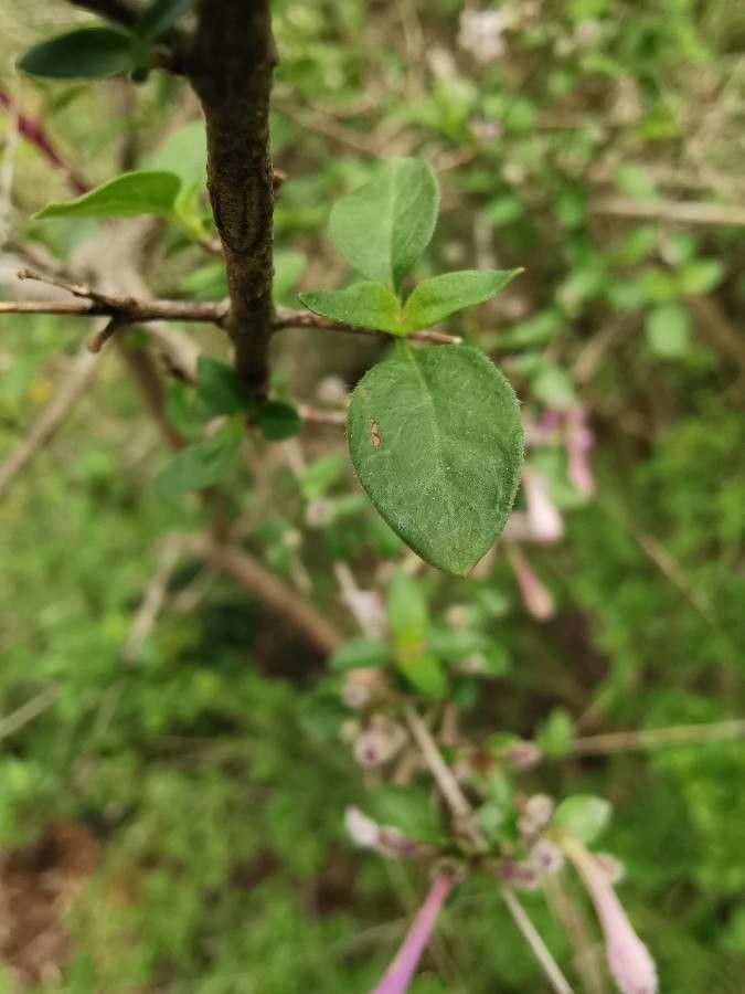 Leptodermis pilosa — houseplant care guide