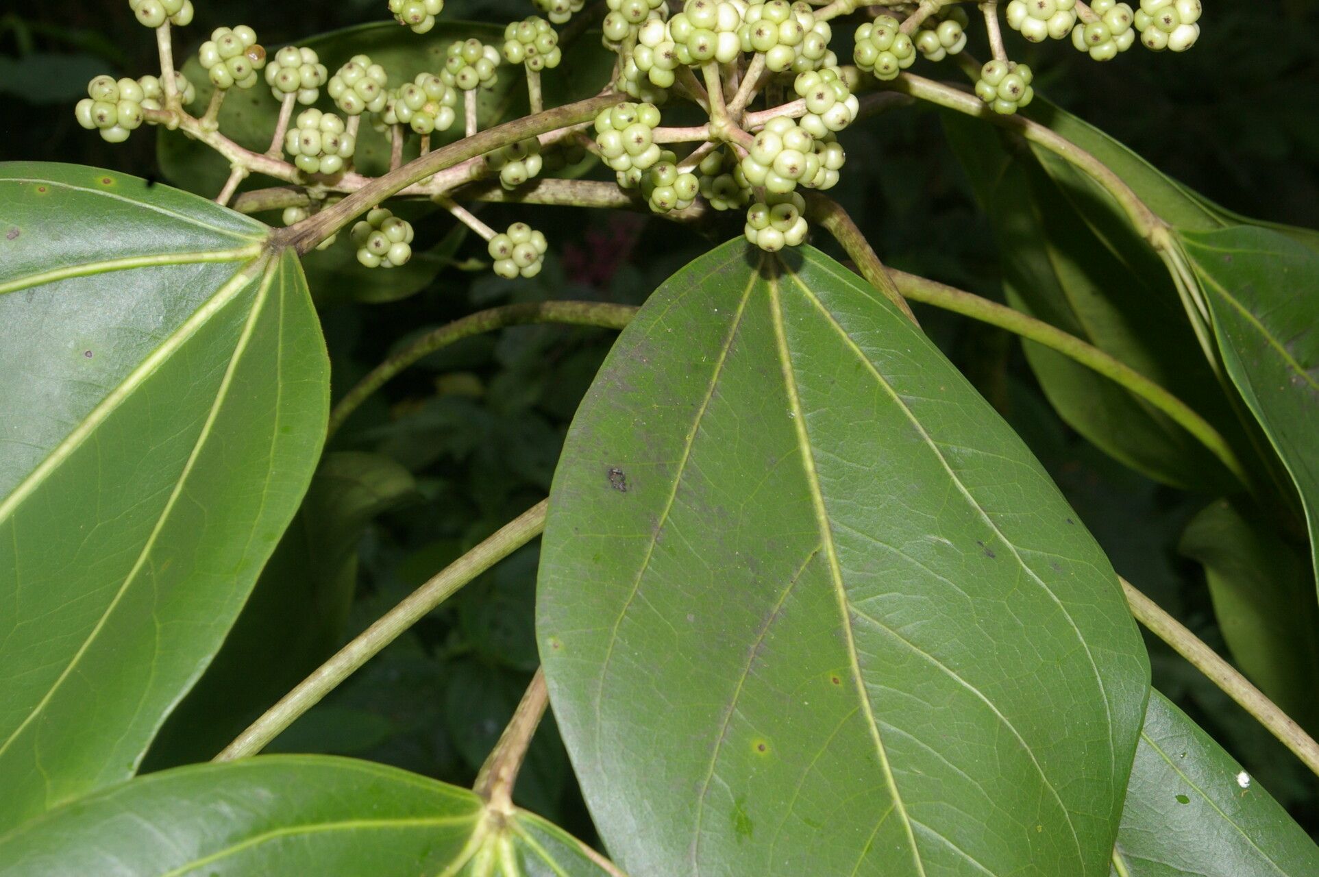 Oreopanax donnell-smithii — related species from the same genus