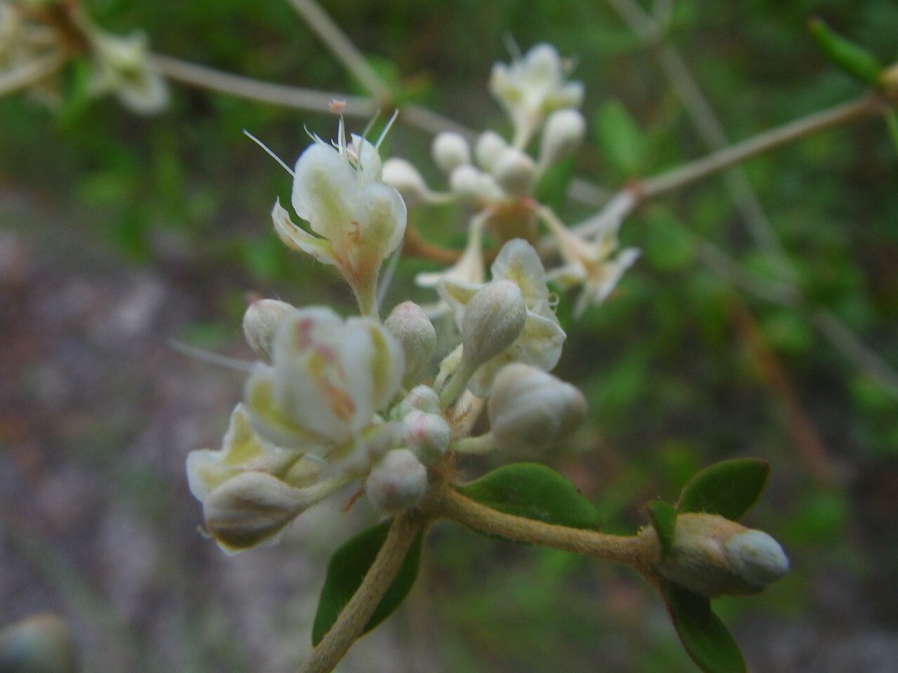 Eriogonum tomentosum flower