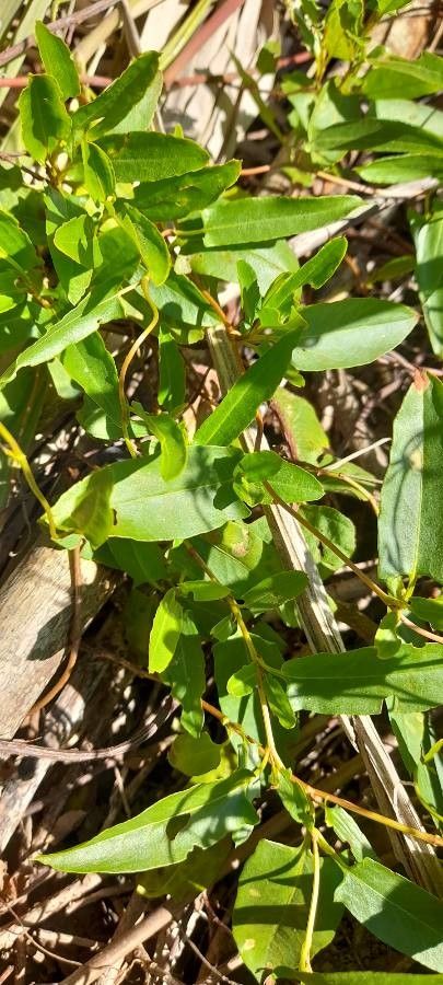 Muehlenbeckia sagittifolia — search result for 'Muehlenbeckia'