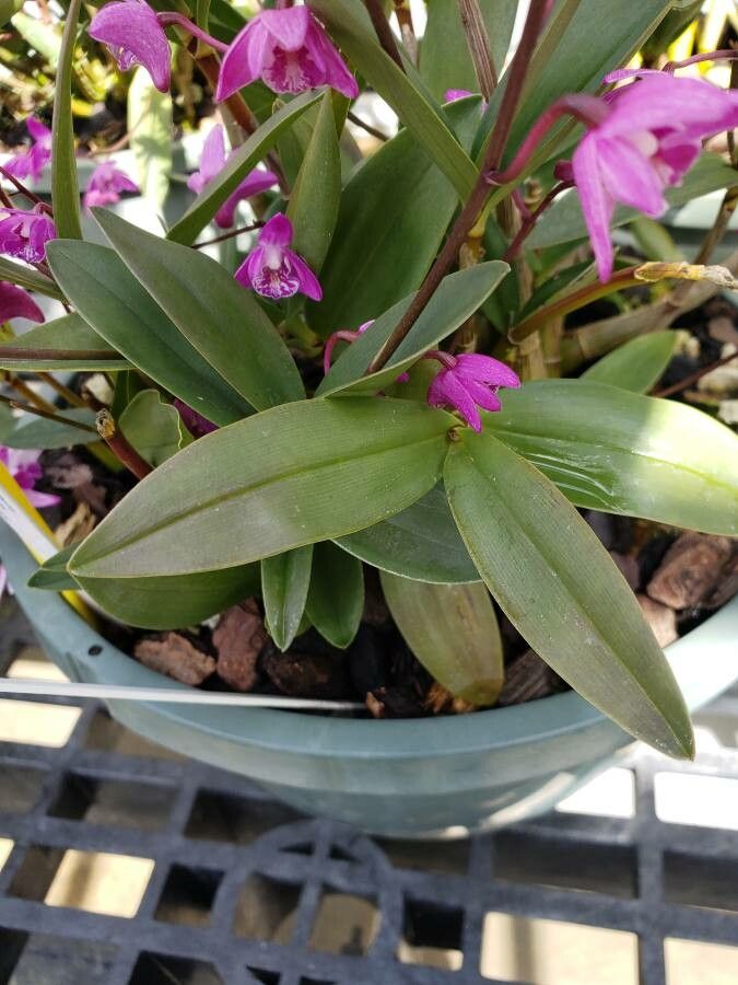 Dendrobium kingianum leaf