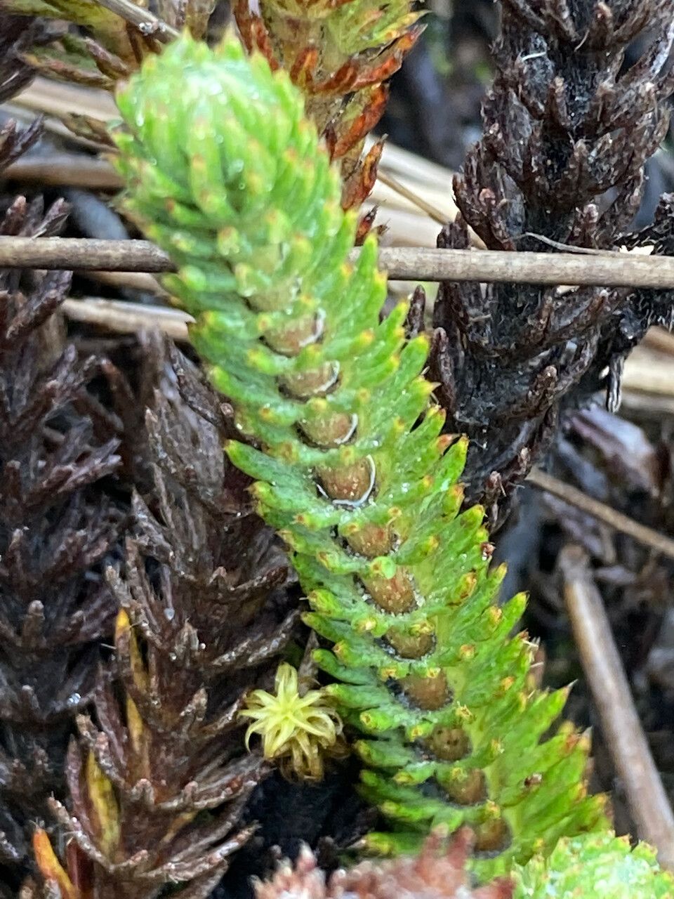 Alchemilla hispidula — houseplant care guide