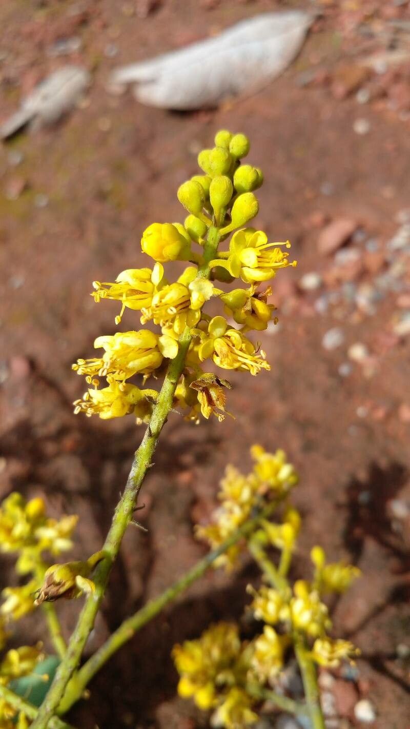Tachigali aurea flower