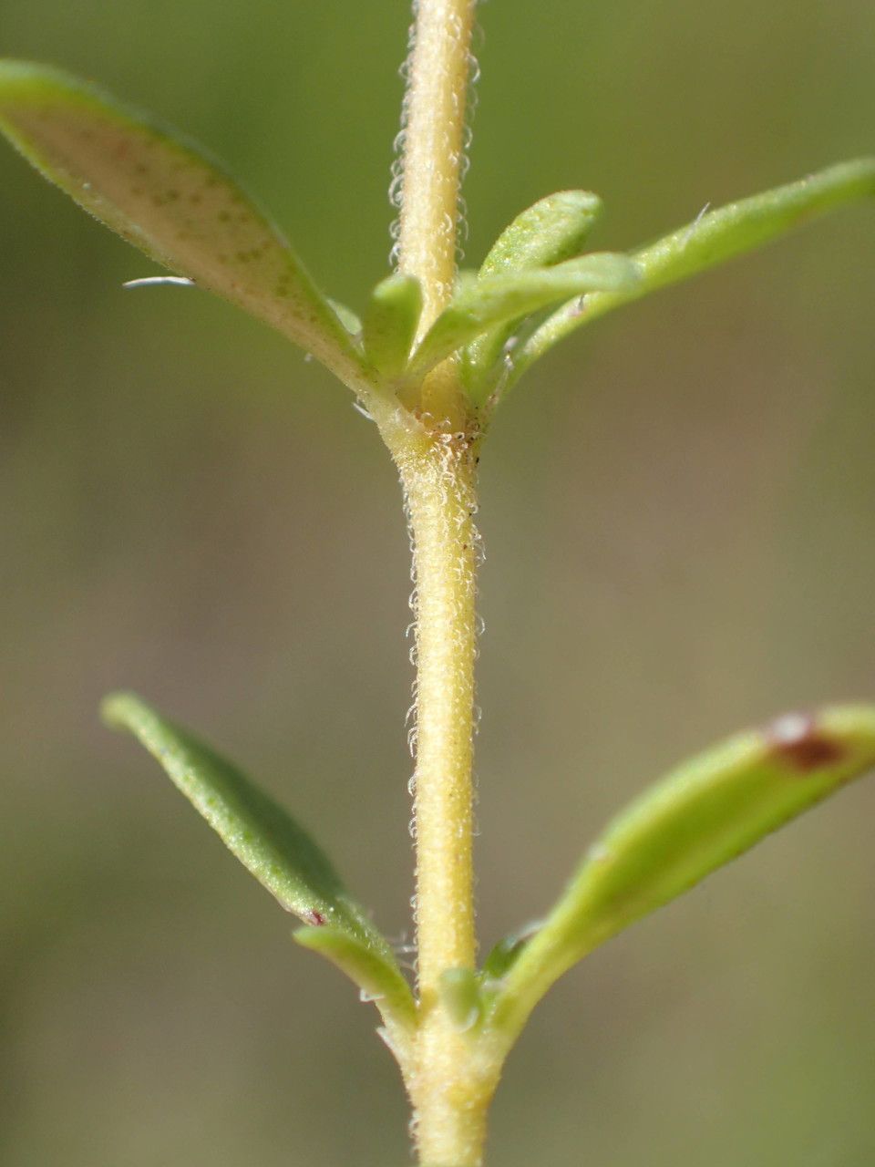 Thymus embergeri leaf
