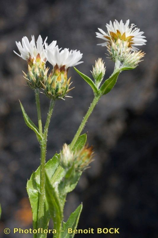 Volutaria bollei other