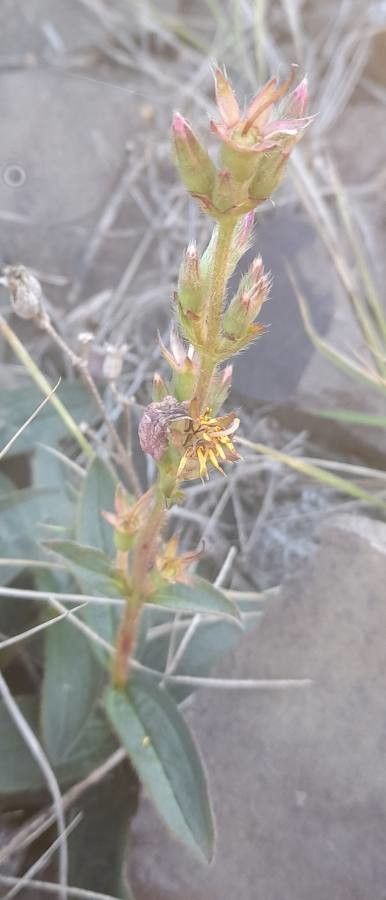 Tibouchina gracilis other