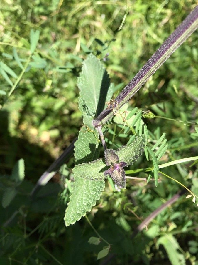 Nepeta latifolia leaf