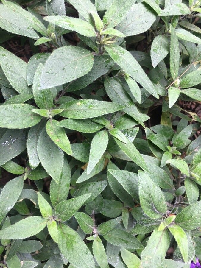 Ruellia longepetiolata — search result for 'Ruellia'