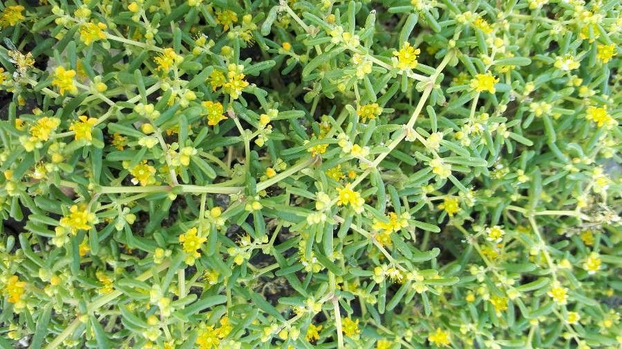 Tetraena simplex leaf