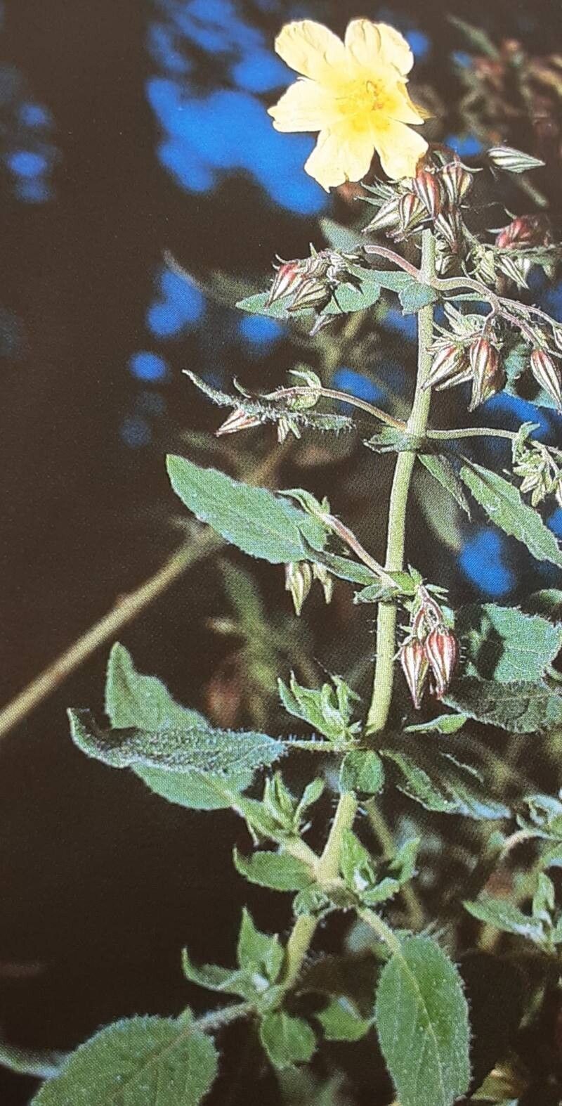 Helianthemum bystropogophyllum flower