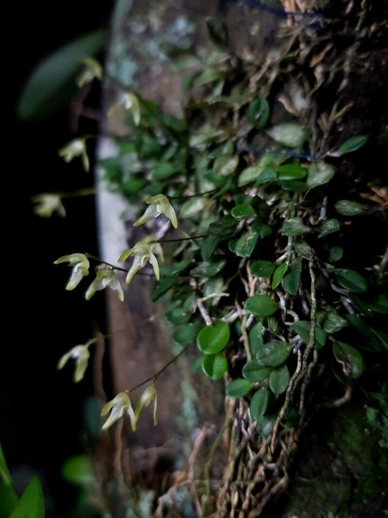 Specklinia calyptrostele — related species from the same genus