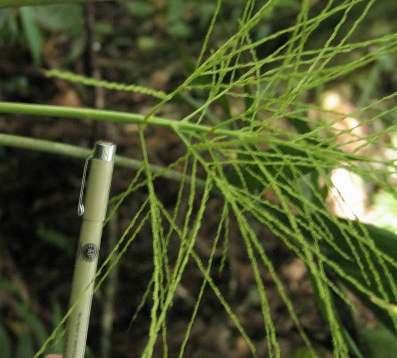 Synechanthus fibrosus bark
