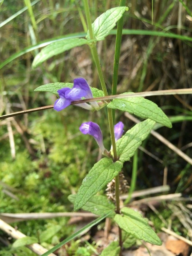 Scutellaria tuberosa flower