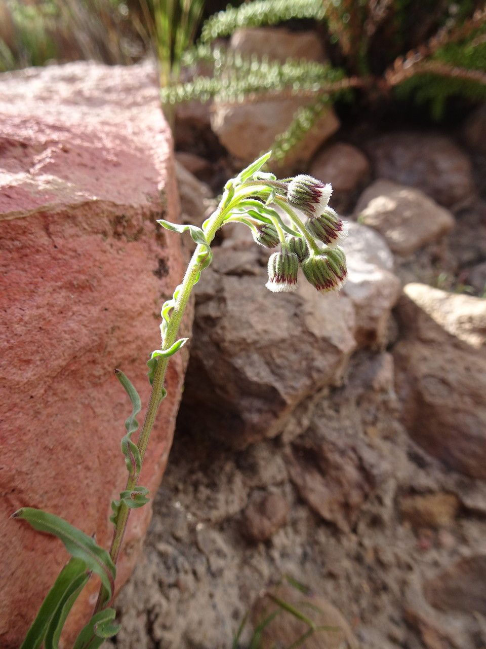 Conyza deserticola habit