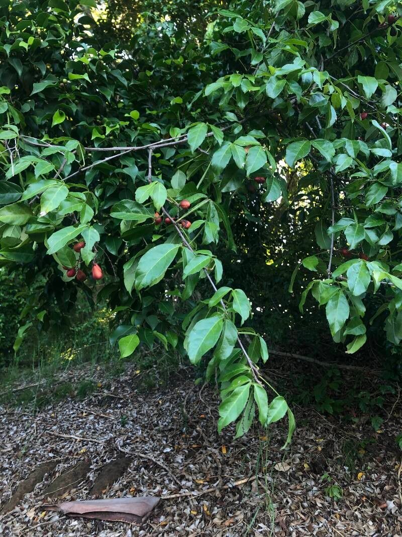 Paullinia cururu other