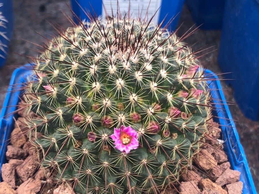 Mammillaria discolor — search result for 'Mammillaria'