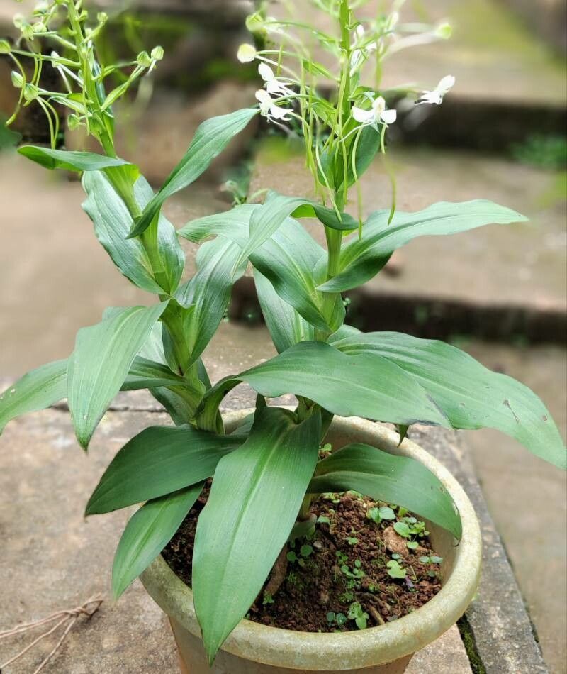 Habenaria procera — houseplant care guide