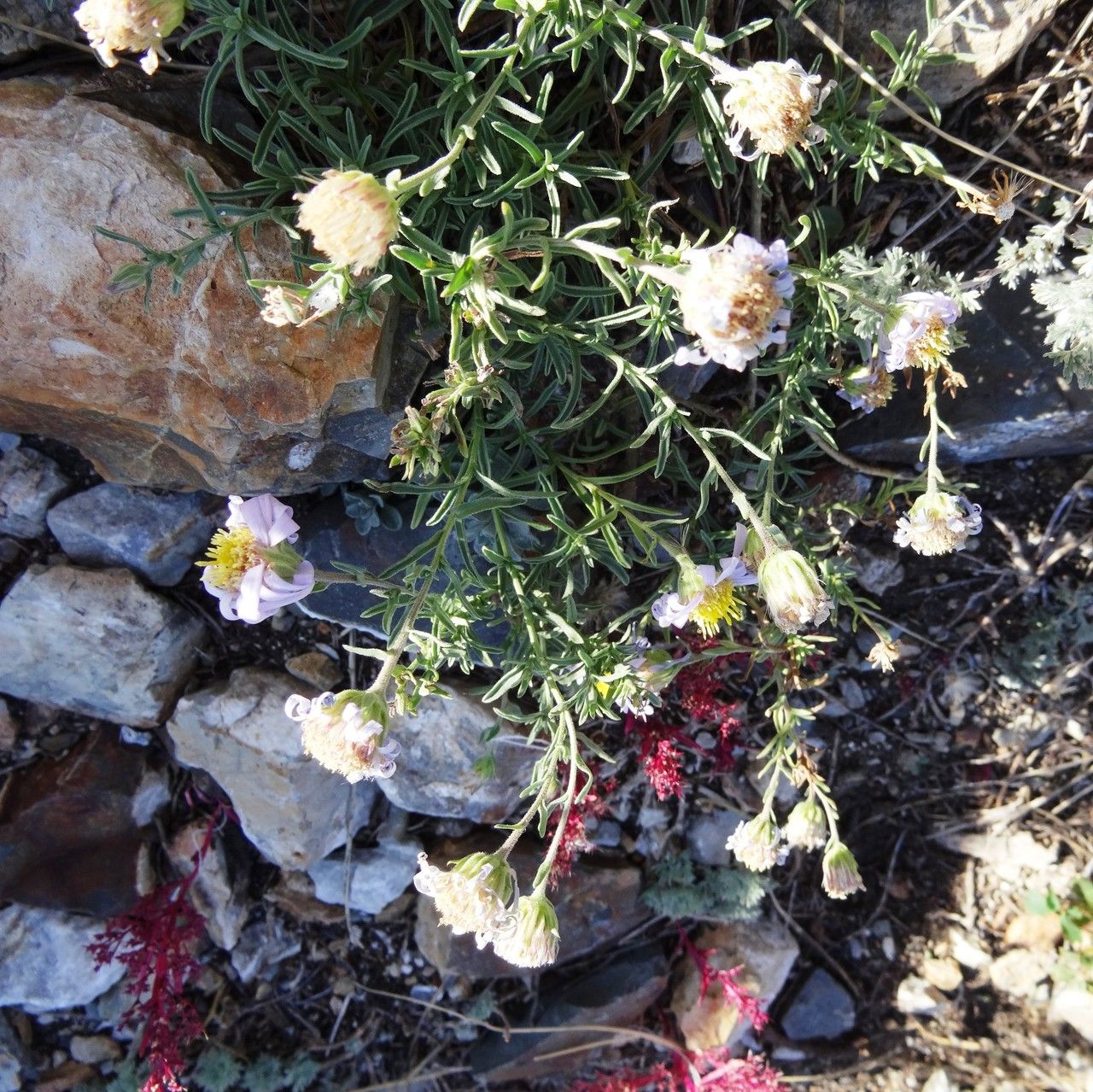 Aster altaicus flower