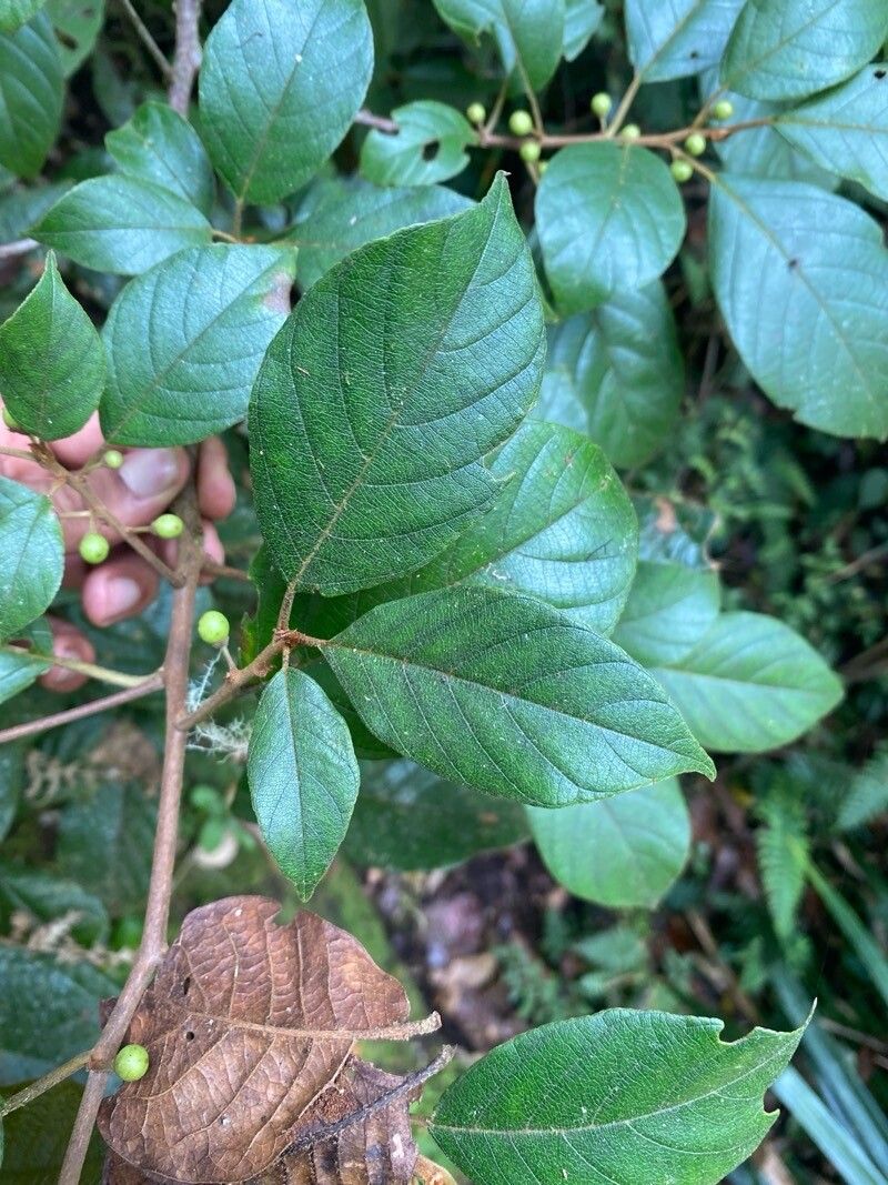 Frangula discolor — search result for 'Frangula'